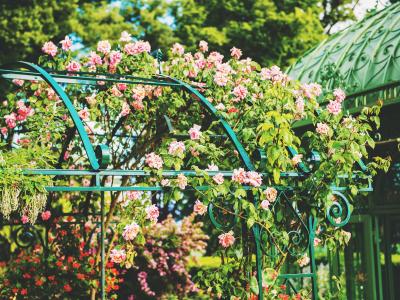 Billede af klatrerose 