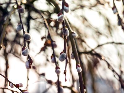 Gæslinger på grene 